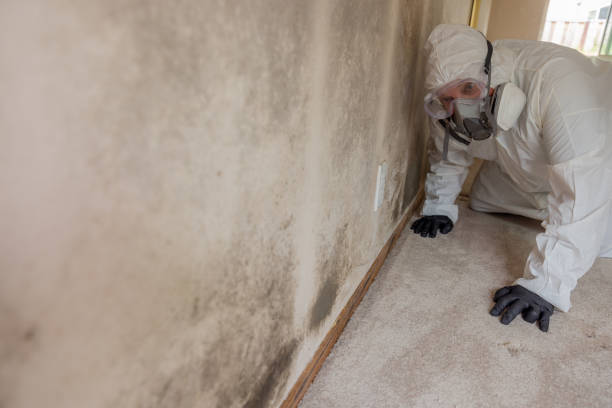 Best Residential Mold Inspection & Testing in Village Green, NY